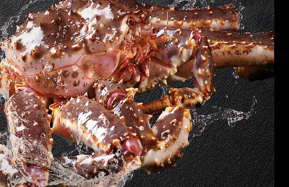 Live king crab
